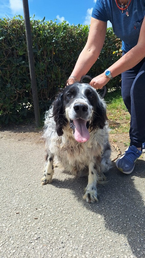 ARTU' 9 ANNI, SETTER BELLISSIMO
